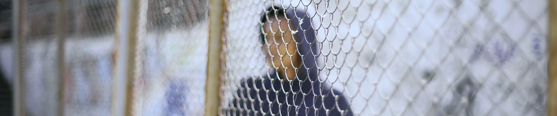 A juvenile male standing behind a chain link fence